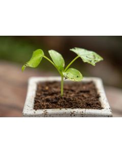 Terracotta Planter